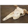 Image 9 : A-Grade 15-Point MOOSE Skull with All its Teeth