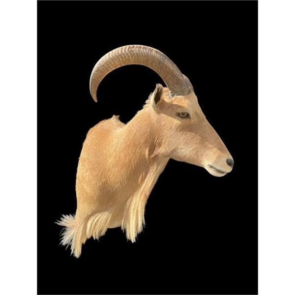AOUDAD Shoulder Mount
