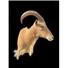 Image 1 : AOUDAD Shoulder Mount
