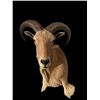 Image 2 : AOUDAD Shoulder Mount