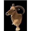 Image 3 : AOUDAD Shoulder Mount