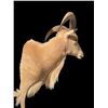 Image 4 : AOUDAD Shoulder Mount