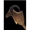 Image 5 : AOUDAD Shoulder Mount