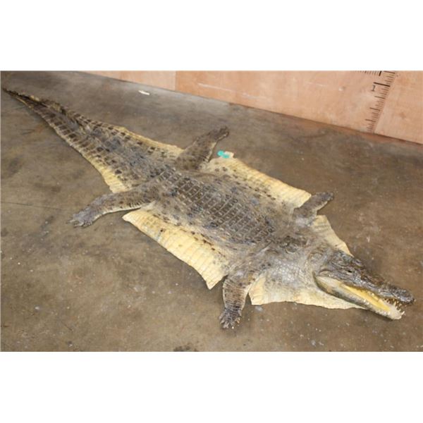 CROCODILE Hide with its Mounted Head