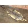 Image 1 : CROCODILE Hide with its Mounted Head