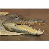 Image 3 : CROCODILE Hide with its Mounted Head