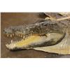 Image 4 : CROCODILE Hide with its Mounted Head