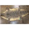 Image 5 : CROCODILE Hide with its Mounted Head