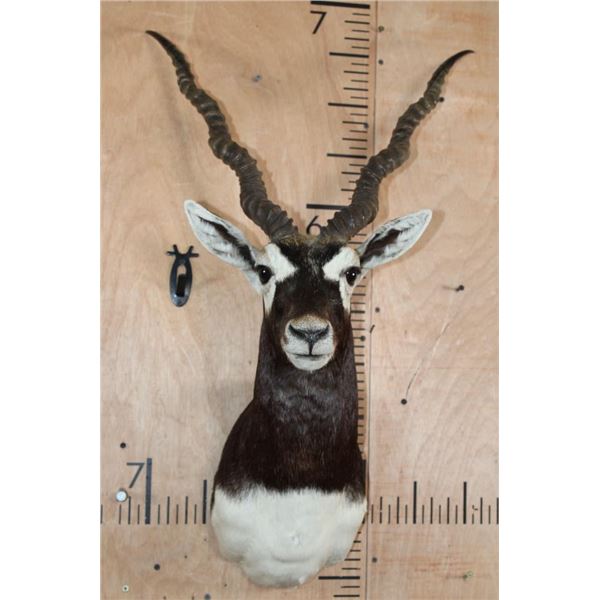 Big BLACKBUCK Shoulder Mount