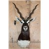 Image 1 : Big BLACKBUCK Shoulder Mount