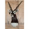 Image 2 : Big BLACKBUCK Shoulder Mount