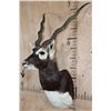 Image 3 : Big BLACKBUCK Shoulder Mount