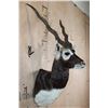 Image 4 : Big BLACKBUCK Shoulder Mount