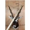 Image 5 : Big BLACKBUCK Shoulder Mount