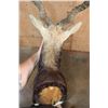 Image 6 : Big BLACKBUCK Shoulder Mount