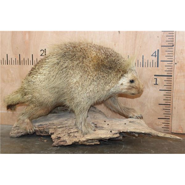 Life-sized North American PORCUPINE on a Driftwood Base