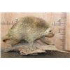 Image 1 : Life-sized North American PORCUPINE on a Driftwood Base