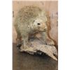 Image 2 : Life-sized North American PORCUPINE on a Driftwood Base