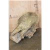 Image 3 : Life-sized North American PORCUPINE on a Driftwood Base