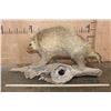 Image 4 : Life-sized North American PORCUPINE on a Driftwood Base