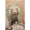 Image 6 : Life-sized North American PORCUPINE on a Driftwood Base