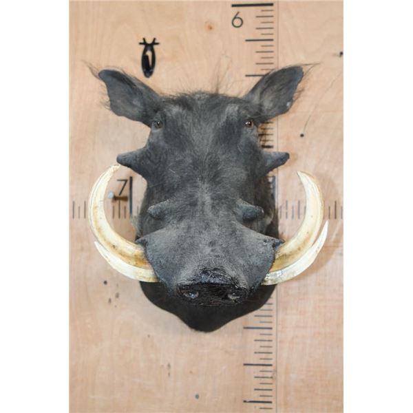 WARTHOG Shoulder Mount