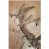 Image 10 : Massive 25-Point Non-Typical MULE DEER Shoulder Mount