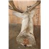 Image 11 : Massive 25-Point Non-Typical MULE DEER Shoulder Mount