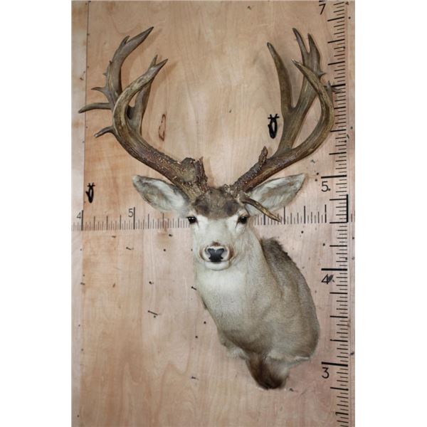 Massive 25-Point Non-Typical MULE DEER Shoulder Mount