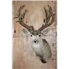 Image 1 : Massive 25-Point Non-Typical MULE DEER Shoulder Mount