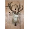 Image 2 : Massive 25-Point Non-Typical MULE DEER Shoulder Mount