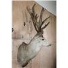 Image 3 : Massive 25-Point Non-Typical MULE DEER Shoulder Mount