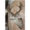 Image 4 : Massive 25-Point Non-Typical MULE DEER Shoulder Mount
