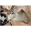 Image 5 : Massive 25-Point Non-Typical MULE DEER Shoulder Mount