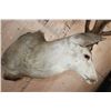 Image 6 : Massive 25-Point Non-Typical MULE DEER Shoulder Mount