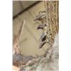 Image 7 : Massive 25-Point Non-Typical MULE DEER Shoulder Mount