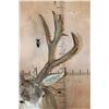Image 9 : Massive 25-Point Non-Typical MULE DEER Shoulder Mount