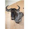 Image 1 : WHITE BEARDED GNU Wall Pedestal Mount