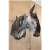 Image 3 : WHITE BEARDED GNU Wall Pedestal Mount