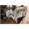 Image 5 : WHITE BEARDED GNU Wall Pedestal Mount