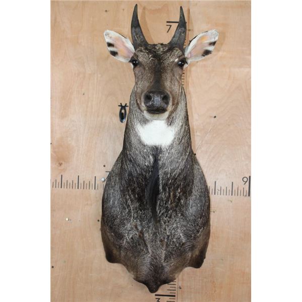NILGAI Shoulder Mount