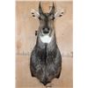 Image 1 : NILGAI Shoulder Mount