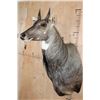 Image 2 : NILGAI Shoulder Mount
