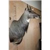 Image 3 : NILGAI Shoulder Mount