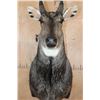 Image 4 : NILGAI Shoulder Mount