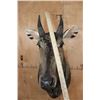 Image 5 : NILGAI Shoulder Mount