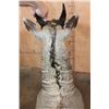 Image 7 : NILGAI Shoulder Mount