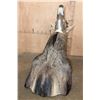 Image 8 : NILGAI Shoulder Mount