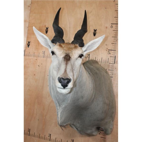 Big ELAND Shoulder Mount