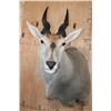 Image 1 : Big ELAND Shoulder Mount